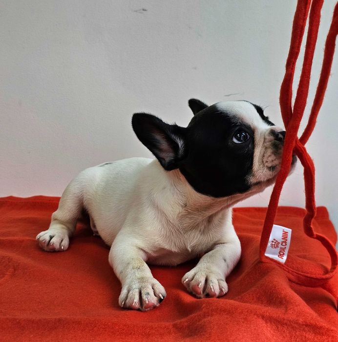 Mascul bulldog rancez