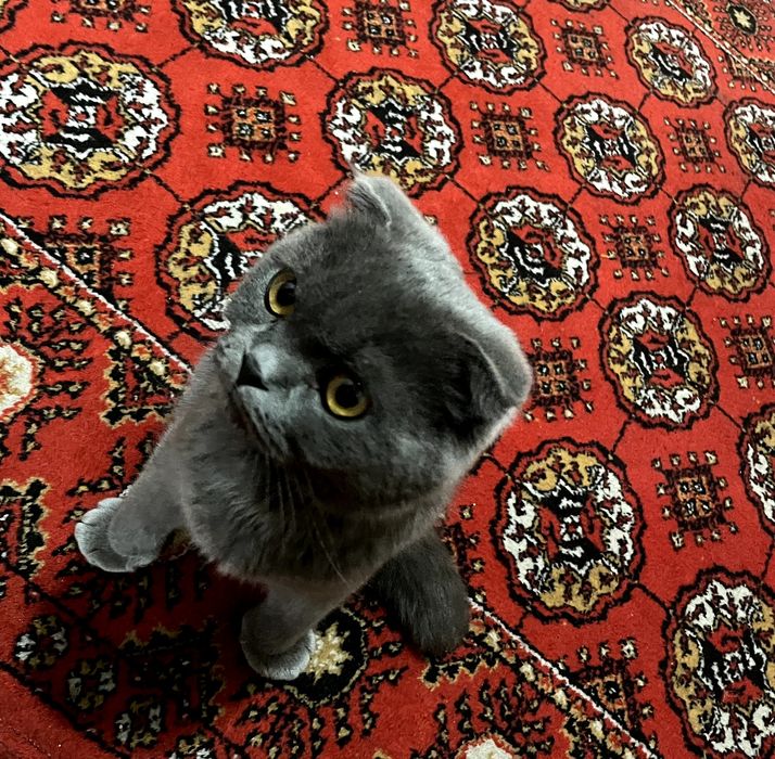 Scottish Fold, sotiladi!