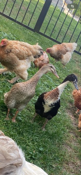 Vand sau schimb pereche rațe alergătoare