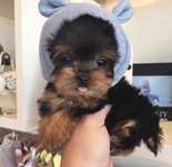 Yorkshire terrier talie mica