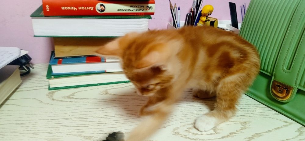 Продаются котёнок с окраской табби