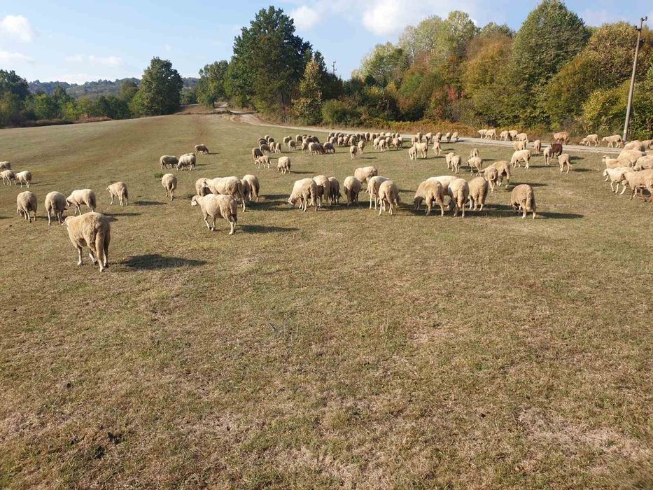 Продавам овце ЦИГАЙ