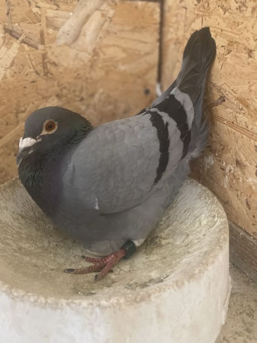 Porumbei voiajori pentru diferite etape de concurs