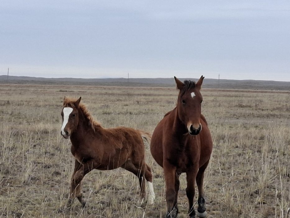 Жабагы сатылады 7 бас. 230000тг
