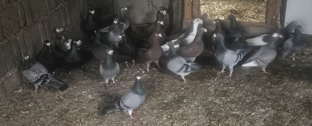 Porumbeii duduros-stil vechi- voiajor italian