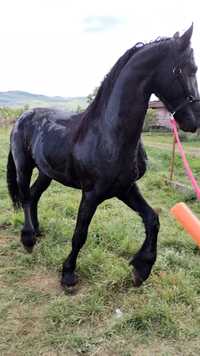 Mânz Frizian, Friesian