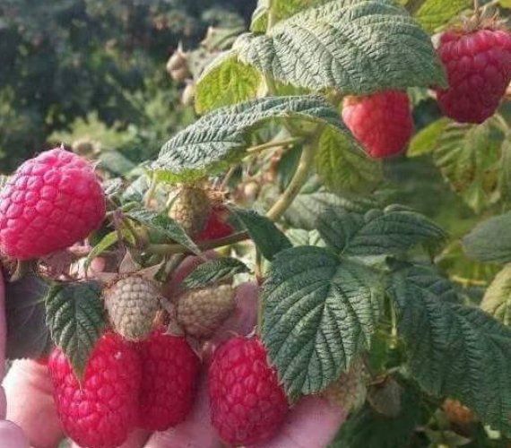 Arbuști Fructiferi  ZMEUR ROSU