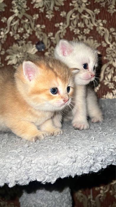 Mushuchalaga bron ochildi