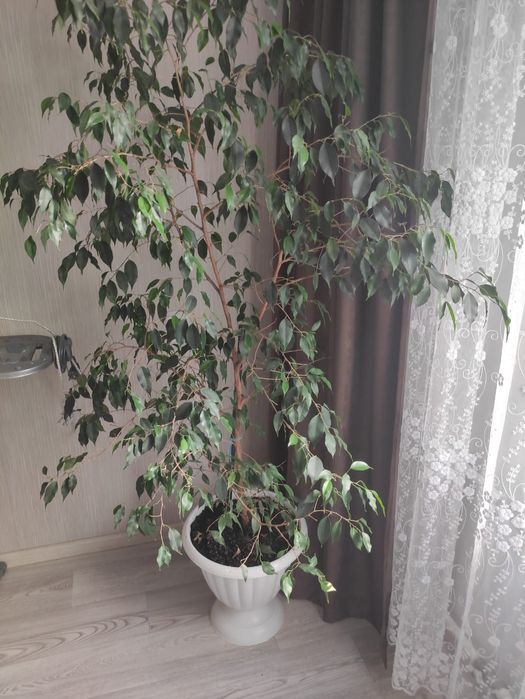 Комнатный цветок