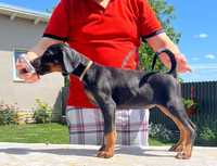 Pui doberman cu pedigree