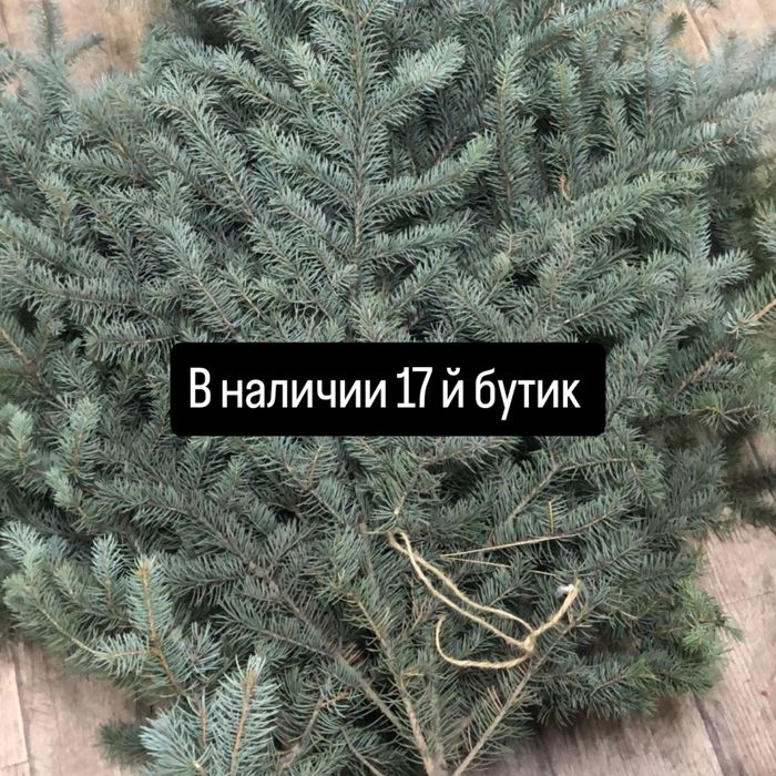 Нобилис ёлка лапы