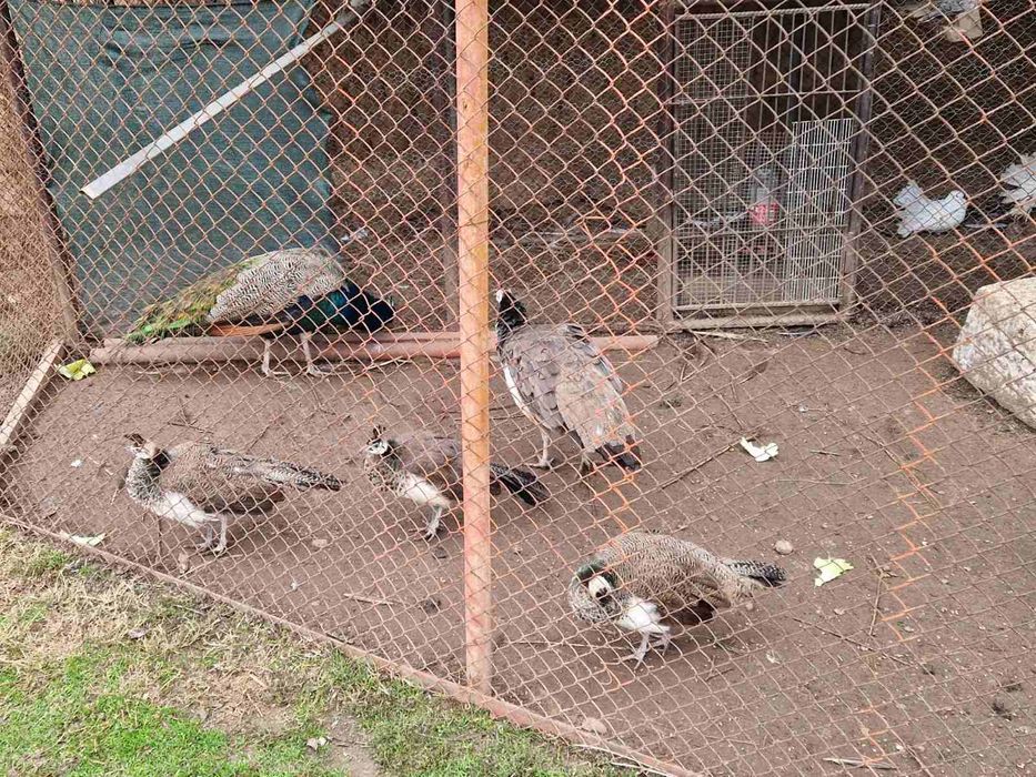 Продавам пауни..