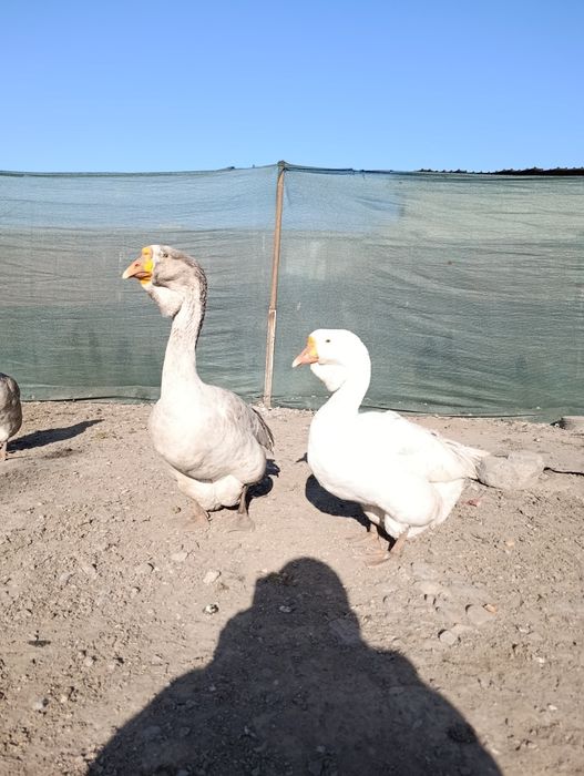 Холмогорский гуси