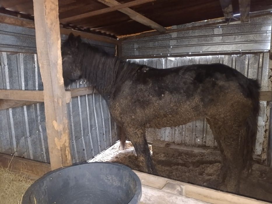 Бие сатамын соғымға