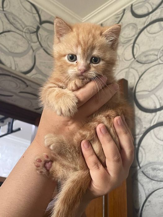 Продается котёнок / mushukcha sotiladi ( skotish straiyt )