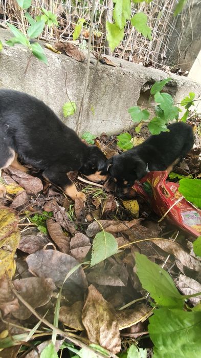 Donez catelusi / Posibil Rottweiler Metis