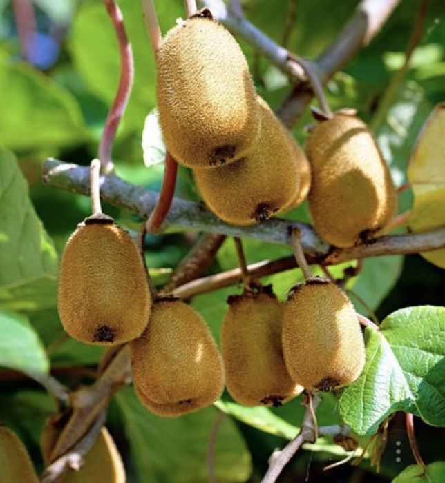 kiwi - Kaki  - Rodie   -Moșmon  - kurmal japonez  - Smochin - Lămâi