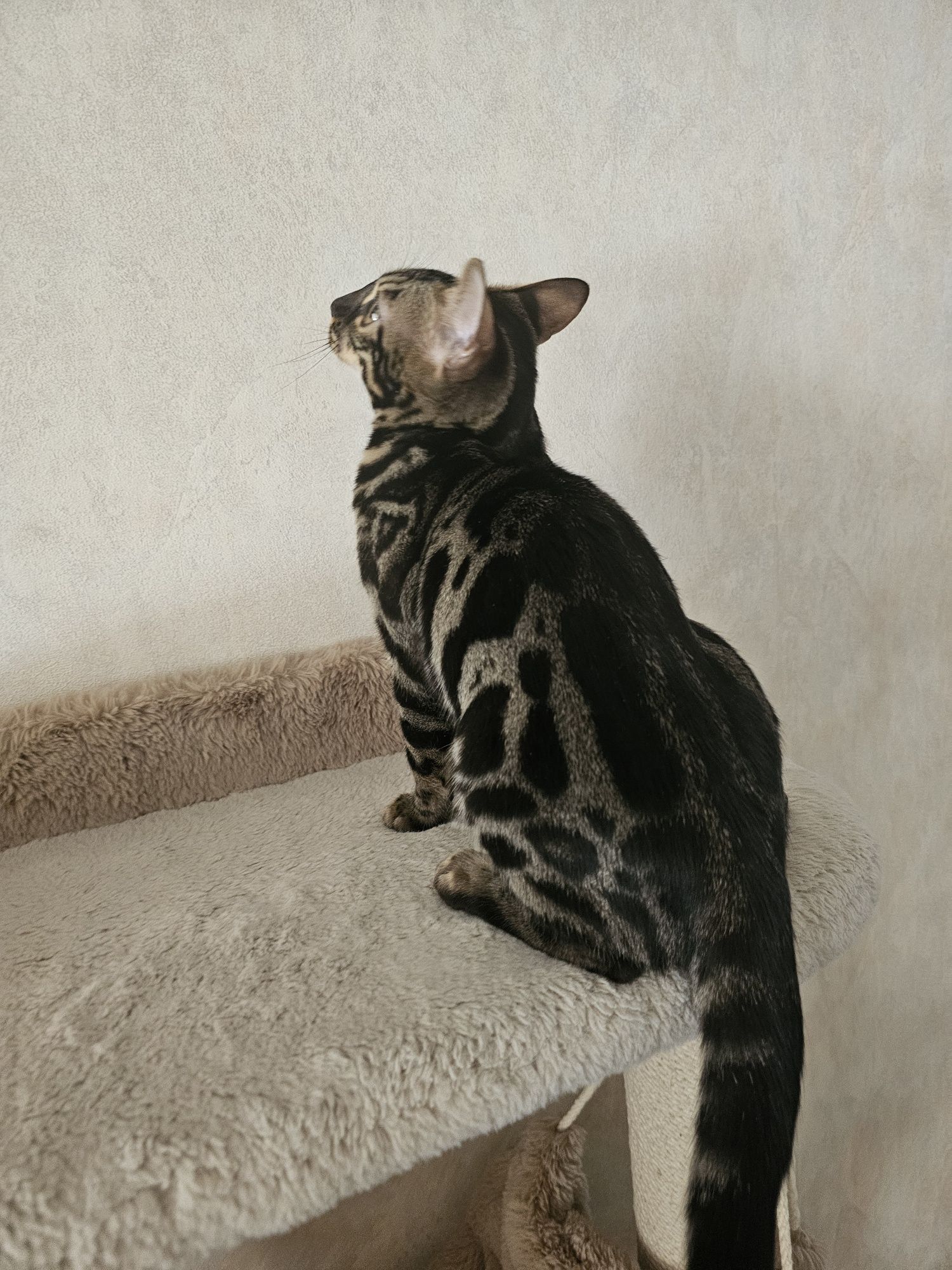 Бенгальская кошечка