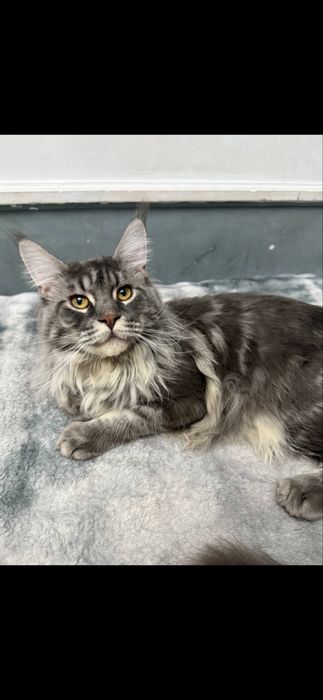 Мейн кун мальчик 1 год