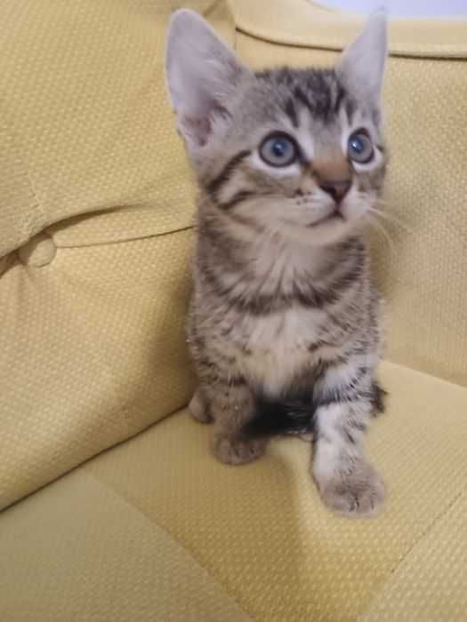 Pisicuța  Japanesse Bobtail/ American Shorthair