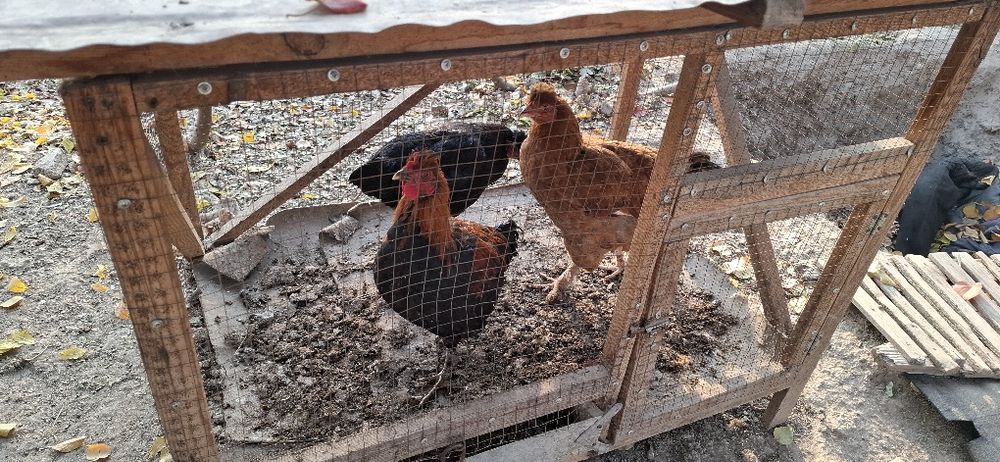 Ху'роз товук,лар сотилади.