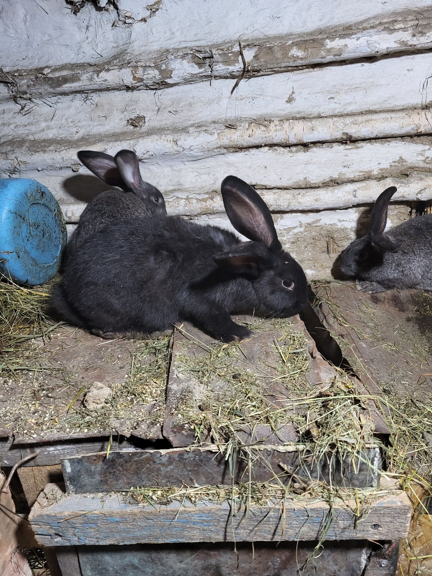 Продам кроликов в любом количестве