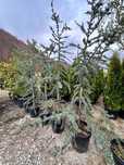 Înverzește-ți curtea cu plante ornamentale sănătoase!