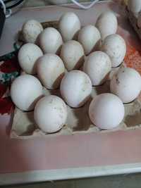 Vând oua proaspete de gâsca leșeasca pentru incubat
