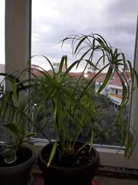 Planta Papirus umbrela - Cyperus alt