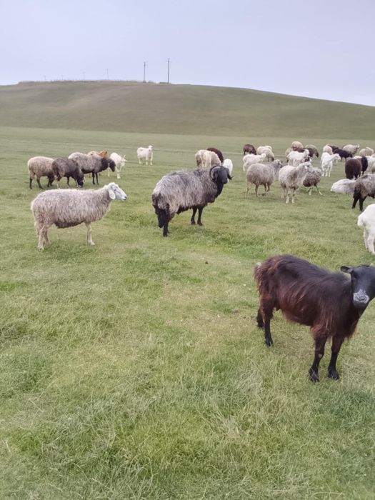 Oi de vânzare foarte bune