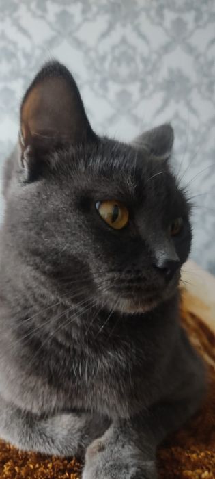 Потерялась кошка по имени Буся