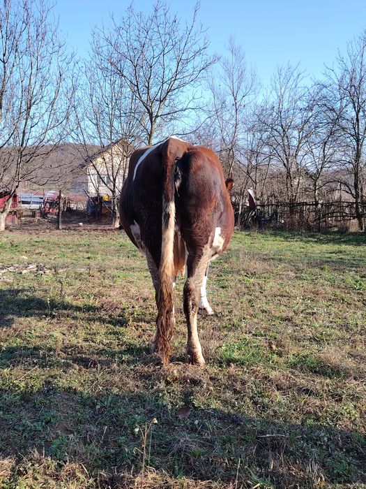 Vând vacă gestantă