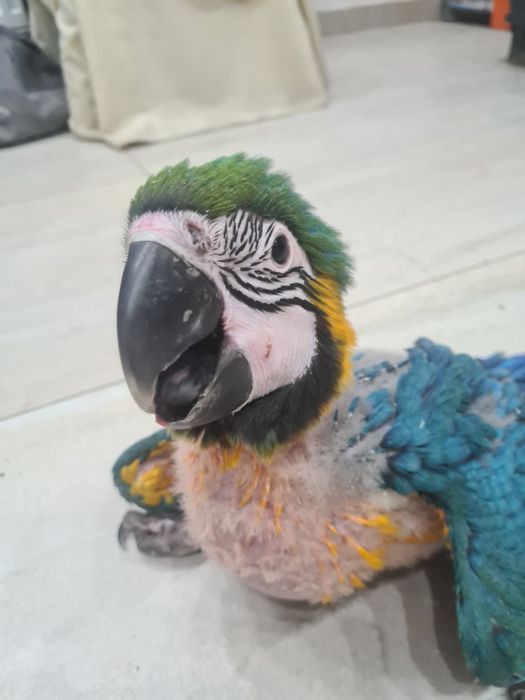 Vand pui ara araruna