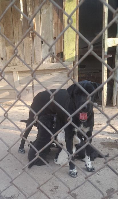 Щенки лабрадора смашаные