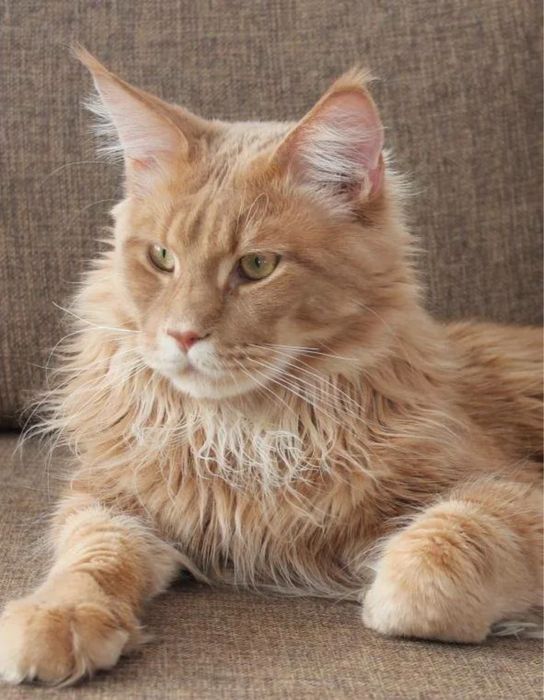 Продам Мейн кун торг есть