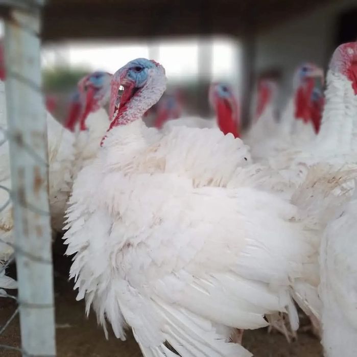 Curcani și curci albe de carne bio