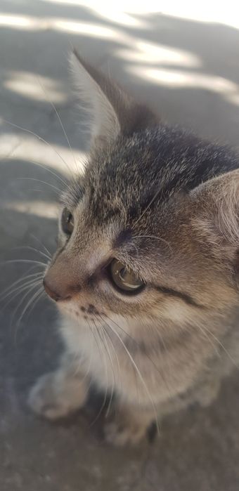 ADOPTIE pui de pisica URGENT