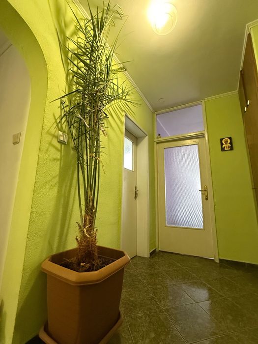 Финикова палма 280см.