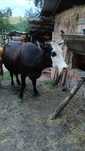 Vaca și juninca de vânzare