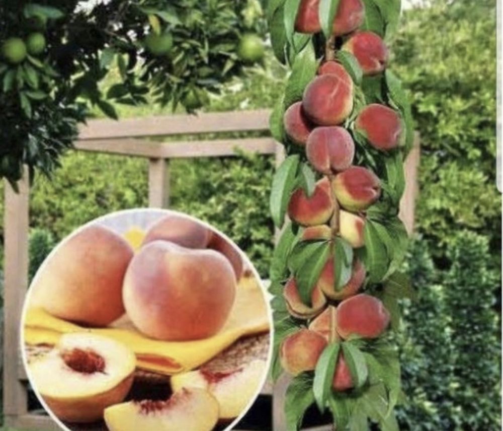Pomi fructiferi columnari soiuri diverse
