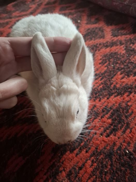 Germelin sames 5 oyli