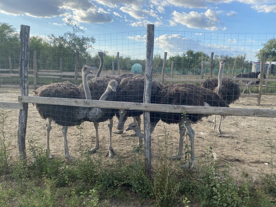 Strut negru african de vanzare