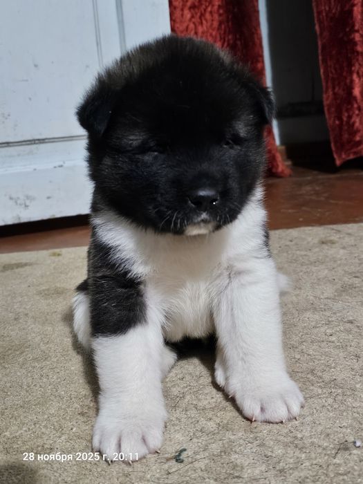 Щенки Американской Акиты