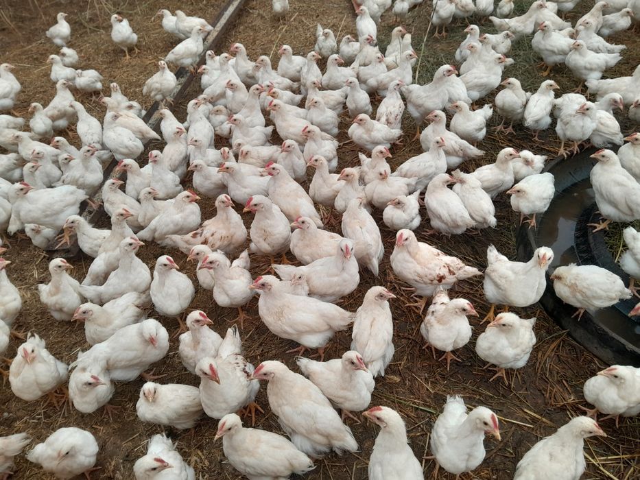 Vând pui de rasă mixtă