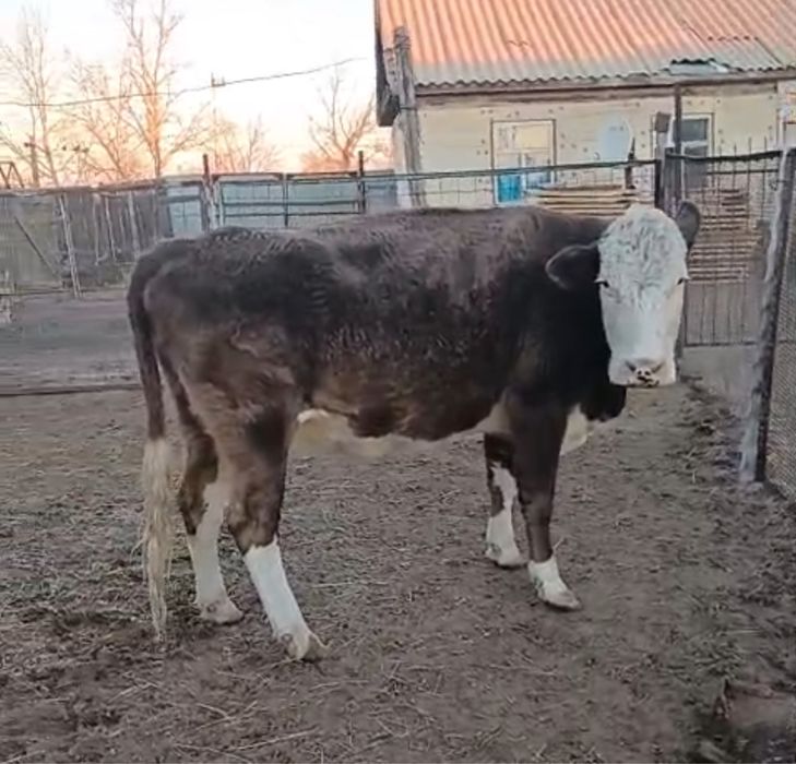 Корова и телята