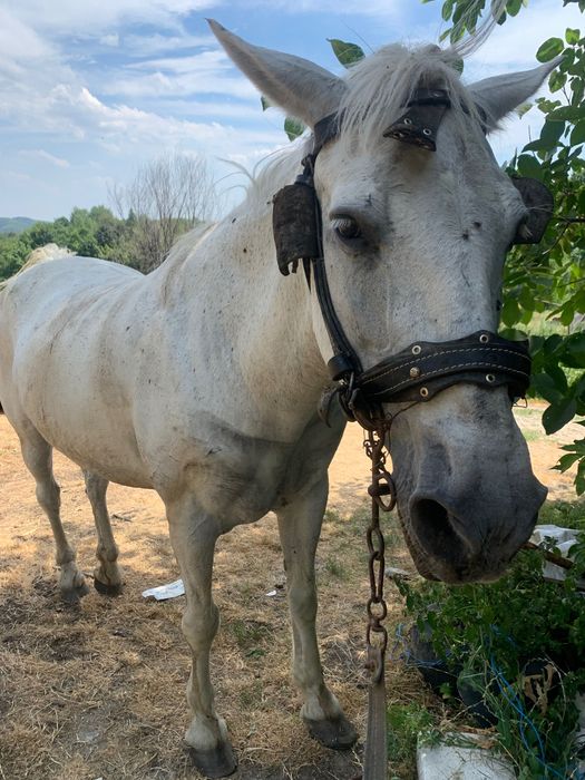 De vânzare iapa de 14 ani