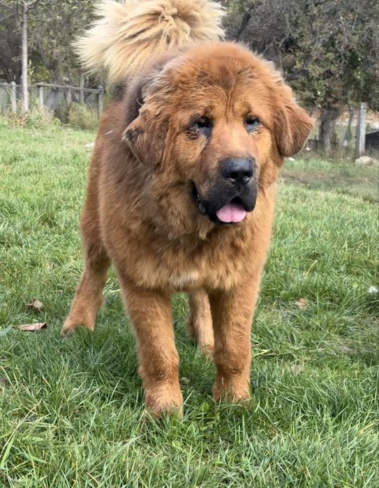 Mastiff Tibetan, femelă – 10 luni