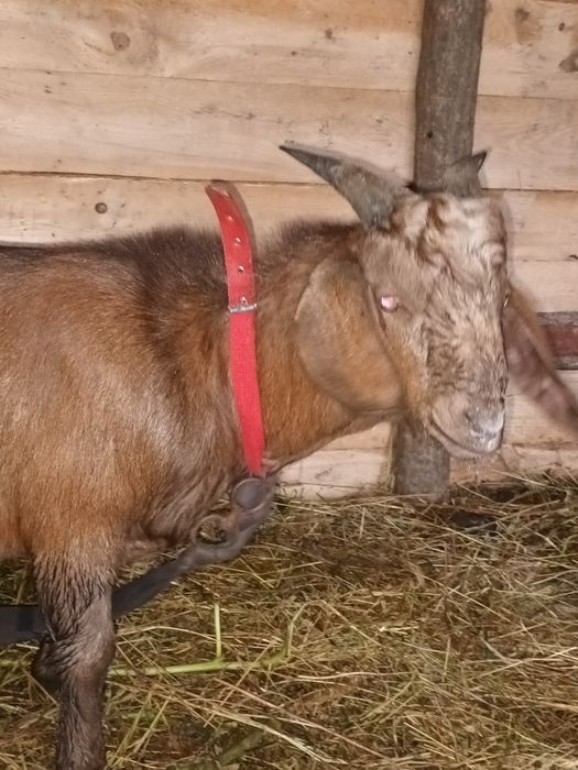 Vând  sau schimb 12 capre și 2 țapi anglodanubian