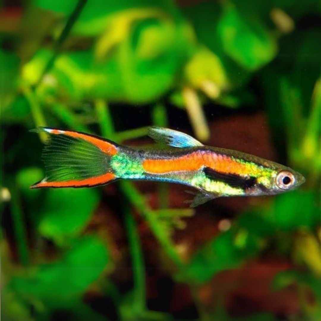 Pesti guppy endler