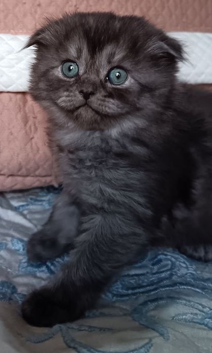 Скоттиш Фолд и Скоттиш Страйт